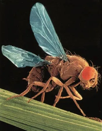 1. Antennae 2. Eye 3. Mouth 4. Leg Since the beginning of the twentieth century, evolutionary biologists have sought examples of beneficial mutations by creatin