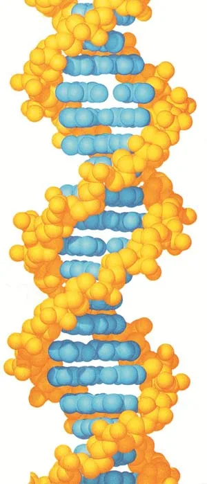 It is impossible for the information inside DNA to have emerged by chance and natural processes.