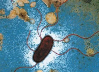 The Escherichia coli bacterium is no different from specimens a billion years old. Countless mutations over this long period have not led to any structural chan
