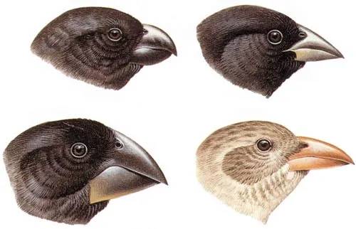 Finch beaks, which Darwin saw in the Galapagos Islands and thought were evidence for his theory, are actually an example of genetic variation, and not evidence 