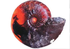 nautilus