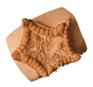 Stasis in the Fossil Record If evolution had really happened, then living things should have emerged by gradual changes, and have continued to change over time,