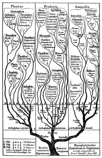 The so-called "tree of life" drawn by the evolutionary biologist Ernst Haeckel in 1866.