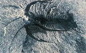 Marrella: One of the interesting fossil creatures found in the Burgess Shale fossil bed.