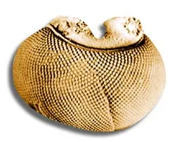 trilobit gözü