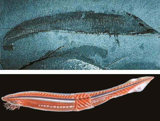 The Fish of the Cambrian Until 1999, the question of whether any vertebrates were present in the Cambrian was limited to the discussion about Pikaia. But that y
