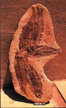 The Origin of Fish The fossil record shows that fish, like other kinds of living things, also emerged suddenly and already in possession of all their unique str