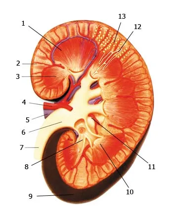 1 - medulla pyramid, 2 - cortex, 3 - medulla, 4 - renal artery, 5 - renal vein, 6 - renal pelvis, 7 -, ureter, 8 - Small glass, 9 - Fibrous capsule, 10 - renal