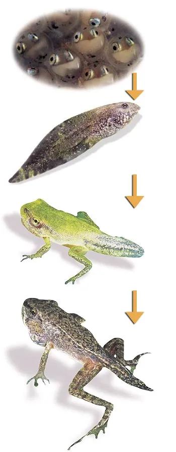 Metamorphosis Frogs are born in water, live there for a while, and finally emerge onto land in a process known as "metamorphosis." Some people think that metamo