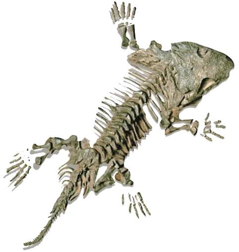 The Seymouria Mistake Evolutionists at one time claimed that the Seymouria fossil on the left was a transitional form between amphibians and reptiles. According