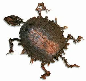 Above, a freshwater turtle, some 45 million years old, found in Germany. On the right the remains of the oldest known marine turtle. This 110-million-year-old f