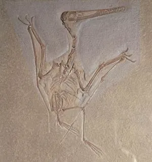 A fossil flying reptile of the species Pterodactylus kochi. This specimen, found in Bavaria, is about 240 million years old.