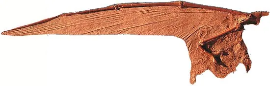 The wings of flying reptiles extend along a "fourth finger" some 20 times longer than the other fingers. The important point is that this interesting wing struc