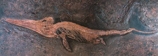 Fossil ichthyosaur of the genus Stenopterygius, about 250 million years old.