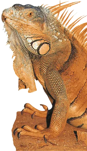 The Sinosauropteryx fossil, announced by evolutionary paleontologists to be a "feathered dinosaur," but which subsequently turned out to be no such thing. Repti