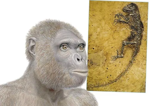 The way that a lemur fossil and a Bonobo monkey can be misrepresented as ancestors of man in the Darwinist press is truly shocking. Darwinists have had to apolo