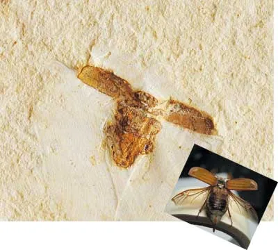 One important characteristic of the insects that appear suddenly in the fossil record, together with all their flawless structures, is their extraordinary fligh