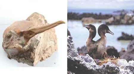 The 18-million-year-old cormorant fossil above is proof that cormorants have remained unchanged for millions of years.