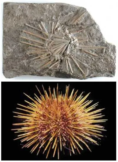 A sea urchin fossil, some 300 million years old, shows that these creatures, together with all their complex structures, have existed for hundreds of millions o