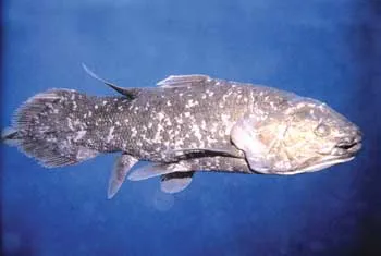 Le coelacanthe existe depuis 400 millions d'années sans avoir changé.