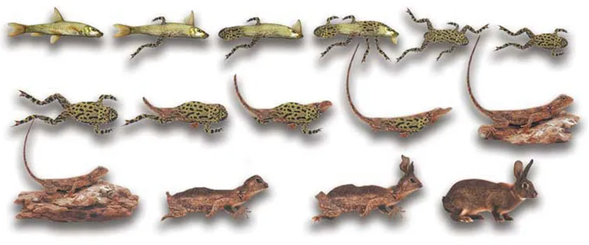 There Are No Intermediate Fossils The "intermediate life forms" in this conjectural picture never existed.
