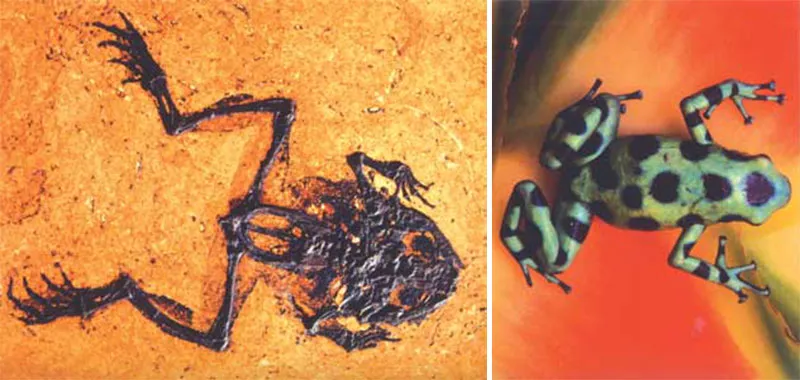 A 49-million-year-old fossil frog discovered in Germany is identical to specimens alive today.