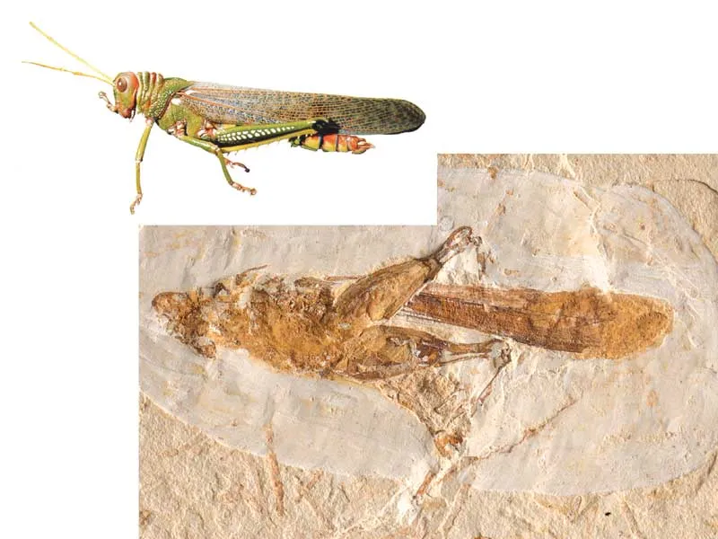 110-million-year-old scorpion and 108- to 92-million-year-old grasshopper fossils show that these creatures have maintained the exact same structures and charac