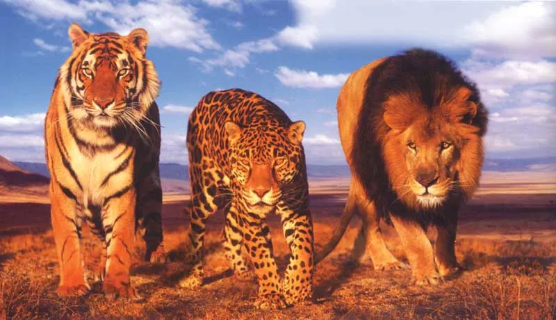 In the same way that the theory of evolution cannot account for the origin of life, it is also helpless in the face of the variety of species.