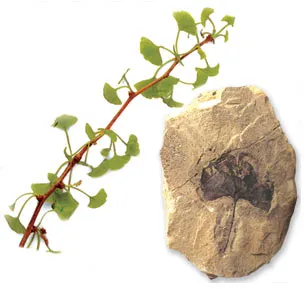 There are many species of plants whose structures have remained unchanged since the Triassic Period (248 to 206 million years ago). One of these is a ginkgo tre