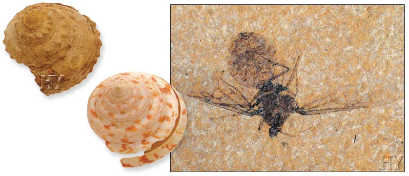The oldest known fossil specimens of the snail pictured belong to the Jurassic Period (206 to 144 million years ago). The first samples of the class of living b