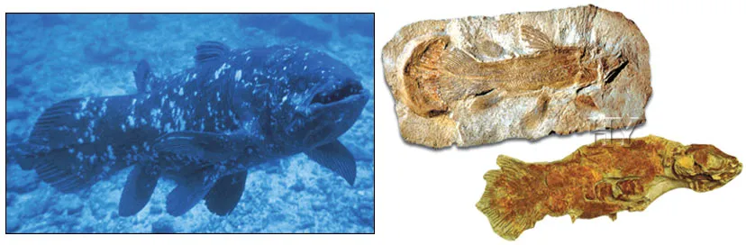 Coelacanth of our day and a Coelacanth fossil, 410 million years old