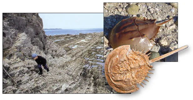 These rocks in Newfoundland show the transition from the Cambrian to the Ordovician Period. (left) A 450-million-year-old fossil horseshoe crab, no different fr