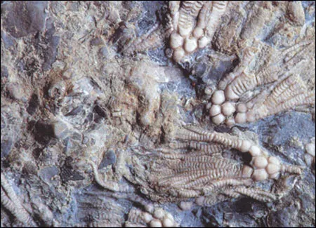Crinoid from the Silurian Period