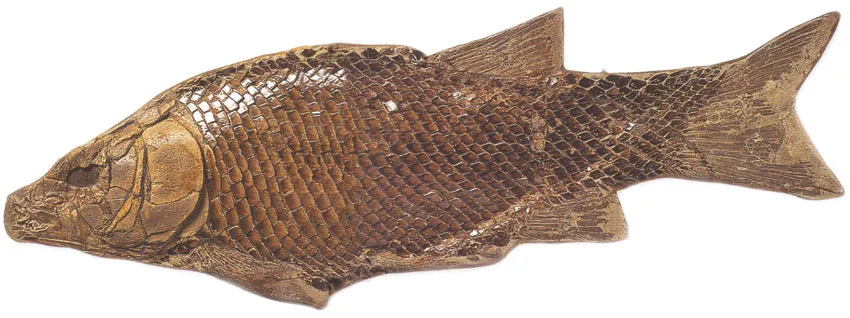 The skin and scales of this fish from the Triassic Period (250 to 203 million years ago) are fossilized with all their details intact. This sample reveals that