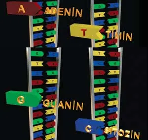 A. Adenine G. Guanine T. Thymine C. Cytosine