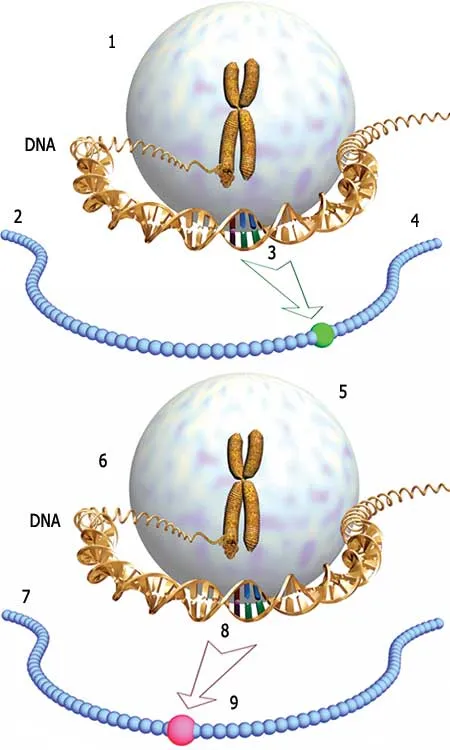 1. The substance known as aflatoxin, produced by a microscopic fungus, causes mutation in the P53 gene. 2. Protein 3. This mutation encodes another amino acid.