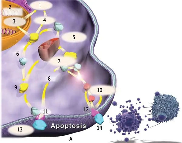 apoptosis