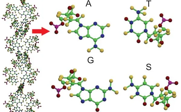 A - Adenine, T - Thymine, G - Guanine, S - Cytosine Every nucleotide contains roughly 34 atoms. Since there are a total of 6 billion nucleotides in DNA, 204 bil