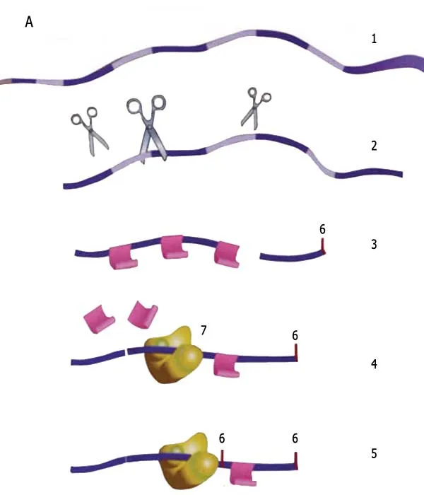 How Does the Cell Sound the Alarm When There is an Impairment in the DNA? 1. RNA copies the entire genome. 2. Introns are removed. 3. When introns are removed s