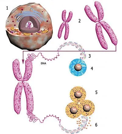 1. Cell 2. Chromosomes 3. Telomere 4. Cell ceasing copying 5. Cell continuing copying 6. Telomerase Enzymes