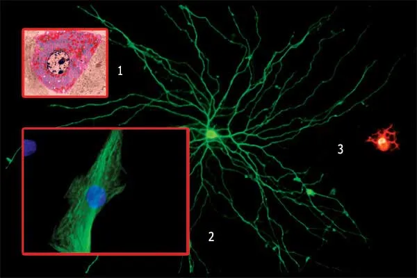 1- Liver Cell, 2- Nerve Cell, 3- Muscle Cell.