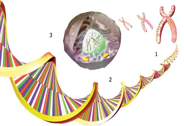 1- Chromosomes, 2- DNA Molecule , 3- Cell Nucleus, When the spiral structure of DNA inside the cell nucleus is opened out, the DNA assumes a very thin, strip-li