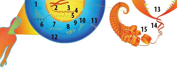 1- Newly translated proteins, 2- Chromosome, 3- Nucleus, 4- DNA, 5- mRNA, 6- Ribosomes, 7- Unfoldedprotein, 8- Partially folded protein, 9- Pore, 10- Folded pro