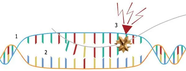 1- DNA helix, 2- Separating, breaking DNA fragments 3- Mutation All the mutations observed in human beings are harmful. Because living DNA has a highly complex