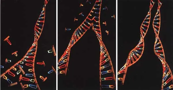 The copying of DNA enables the cells to divide and reproduce, for damages structures to be repaired and for genetic data to be transmitted to the new cell...
