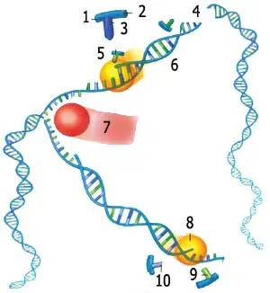 dna enzimleri