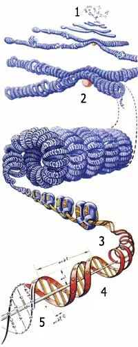 1- Chromosomes 2- Chromosome (compressed DNA) 3- Chromatin (expanded DNA) 4- DNA's Double Helix, 5- Nucleotides