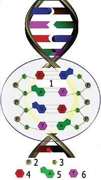 1. Hydrogen Links 2. Phosphate 3. Sugar 4. Cytosine 5. Adenine 6. Thymine