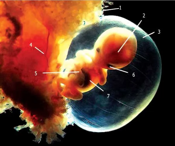 1. Chorionic Sac 2. Brain 3. Amniotic Sac 4. Placenta 5. Umbilical Cord 6. Eye 7. Liver By the eighth week, the embryo, all of whose basic parts have now become