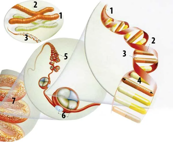 Left Top: 1. Centromere 2- Chromosomes 3. DNA 1- DNA Molecule 2- DNA's Double Helix 3- Base 4- 2 nm 5- Curves 6- Histone 7- Chromatin compressed into a helix sh